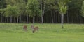 Three whitetailed deer eating Royalty Free Stock Photo