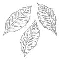 Three whole dry tobacco leaves. Vintage engraving black illustration Royalty Free Stock Photo