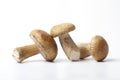 Three whole fresh Porcini mushrooms
