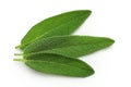 Three whole fresh sage leaves isolated on white from above