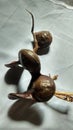 Three whole jengkol fruits on a stalk on a white background