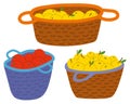 Straw Baskets with Yellow and Red Apples Vector