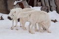 Three wild alaskan tundra wolves are playing on white snow. Canis lupus arctos. Polar wolf or white wolf. Royalty Free Stock Photo