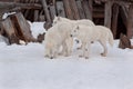 Three wild alaskan tundra wolves are playing on white snow. Canis lupus arctos. Polar wolf or white wolf. Royalty Free Stock Photo