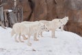 Three wild alaskan tundra wolves are playing on white snow. Canis lupus arctos. Polar wolf or white wolf. Royalty Free Stock Photo