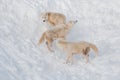 Three wild alaskan tundra wolves are playing on white snow. Canis lupus arctos. Polar wolf or white wolf Royalty Free Stock Photo