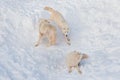 Three wild alaskan tundra wolves are playing on white snow. Canis lupus arctos. Polar wolf or white wolf Royalty Free Stock Photo