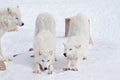 Three wild arctic wolf are playing on white snow. Animals in wildlife. Canis lupus arctos. Royalty Free Stock Photo