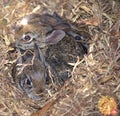 Three Wild Baby Rabbits Teaming Up To Stay Safe Royalty Free Stock Photo