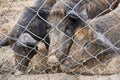 Three wild boar in cage