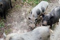 Three wild boar pig pigs in the woods