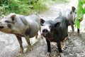 Three wild boar pig pigs in the woods