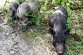 Three wild boar pig pigs in the woods