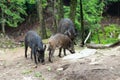 Three wild boars foraging for food on dirt road near woods Royalty Free Stock Photo