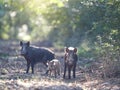 Three wild boars in forest