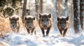 Three Wild Boars Walking Through Snowy Forest Royalty Free Stock Photo