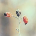 Three wild briar berries in a photo in retro style Royalty Free Stock Photo