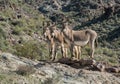 Three wild Burros outside of Oatman, Arizona Royalty Free Stock Photo