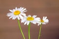 Three wild chamomile flowers over brown background front view closeup Royalty Free Stock Photo