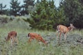 Three Wild deers outdoors in forest eating grass fearless beautiful and cute