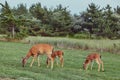 Three Wild deers outdoors in forest eating grass fearless beautiful and cute