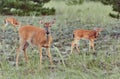 THREE Wild deers outdoors in forest eating grass fearless beautiful and cute