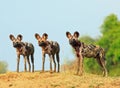 Three wild dogs looking alert with natural blue sky and bush background in South Luangwa National Park, Zambia