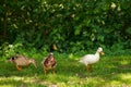 Three wild ducks in a summer park on the grass. Royalty Free Stock Photo