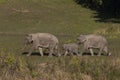 Three wild elephants in a national park, Thailand Royalty Free Stock Photo