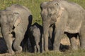 Three wild elephants in a national park, Thailand Royalty Free Stock Photo