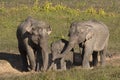 Three wild elephants in a national park, Thailand Royalty Free Stock Photo