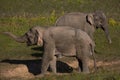 Three wild elephants in a national park, Thailand Royalty Free Stock Photo