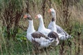 Wild geese walking through the gras Royalty Free Stock Photo