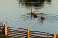 Three wild geese on the lake in the evening