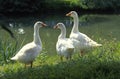 Three wild geese at the waterline