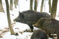 Three wild hogs in forest Royalty Free Stock Photo