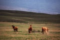 Three wild horses