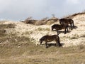 Three wild horses in the dunes grazing grass Royalty Free Stock Photo