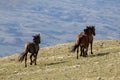 Three wild horses galloping free on Sykes Ridge in the Pryor mountains in Wyoming United States Royalty Free Stock Photo