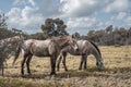 Three wild horses gazing in the field