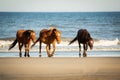 Three Wild Horses With Low Heads Walking Along The Beach At Corolla, North Carolina