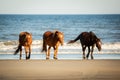 Three Wild Horses with Low Heads Walking Along the Beach at Corolla, North Carolina Royalty Free Stock Photo