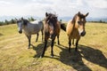 Three wild horses in the mountain Royalty Free Stock Photo