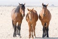 Three wild horses of namib desert Royalty Free Stock Photo