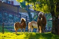 Three wild horses near a tree at the top of Martina Shelter at Bellagio