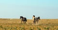 Three wild horses running in the Pryor Mountains wild horse range in Montana United States Royalty Free Stock Photo