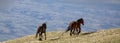 Three wild horses running wild on a mountain ridge in the western United States Royalty Free Stock Photo