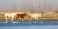 Three wild horses sorrel and white on the watering place Royalty Free Stock Photo