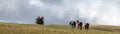 Three wild horses walking on mountain ridge in the western USA Royalty Free Stock Photo