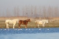 Three wild horses on the watering place Royalty Free Stock Photo